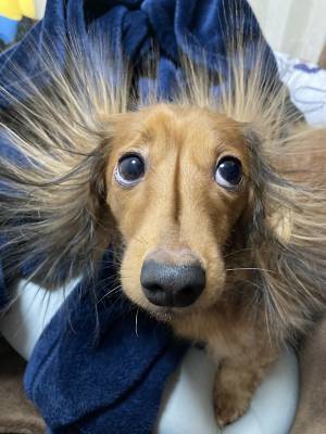 布団の静電気で犬が『違う生き物』に！？　飼い主大爆笑の理由に「どうしてこうなった！」