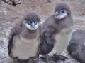 「こんなカツアゲなら大歓迎」　飼育員にオラつく赤ちゃんペンギンが、話題