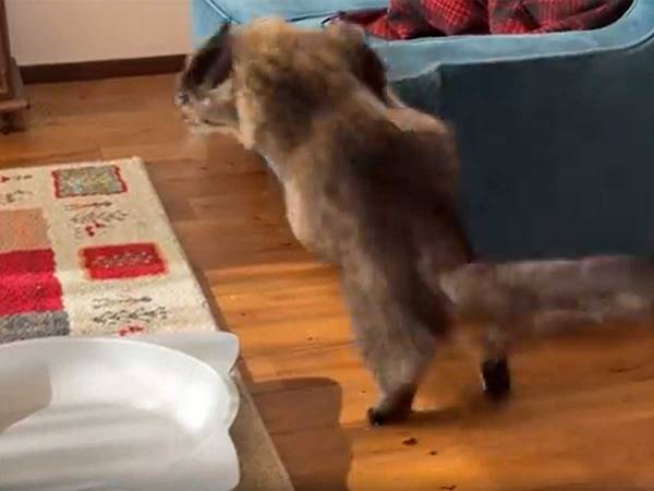 飼い主「器物損壊の証拠を押さえようとしたら…」　次の瞬間、予想外の出来事が！