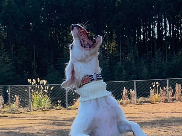 犬に捧げられた哀れな『いけにえ』　捕食の瞬間に「断末魔が聞こえそう」「笑った」