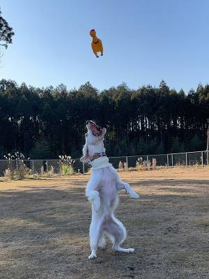 犬に捧げられた哀れな『いけにえ』　捕食の瞬間に「断末魔が聞こえそう」「笑った」