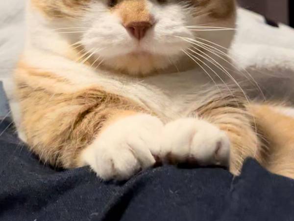 「猫ってそんな不機嫌な顔できるの？」　露骨すぎる表情に「何があった！？」「圧が強い」