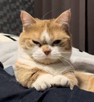 「猫ってそんな不機嫌な顔できるの？」　露骨すぎる表情に「何があった！？」「圧が強い」