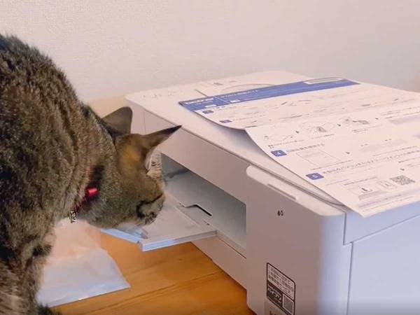 初めて、プリンターを見た猫　オチに「想像以上」「めっちゃ笑った」