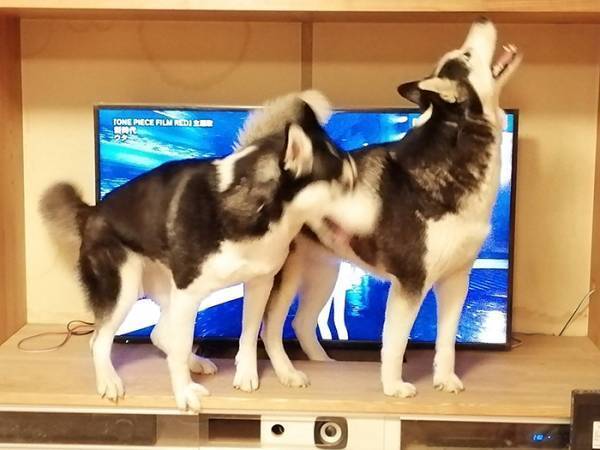 テレビを邪魔する犬に「どいて」と言った飼い主　結果に「そうじゃない！」「圧が強い」