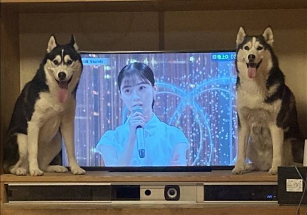 テレビを邪魔する犬に「どいて」と言った飼い主　結果に「そうじゃない！」「圧が強い」