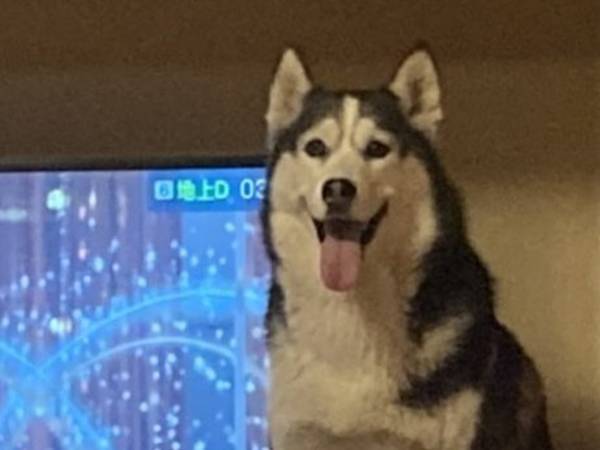 テレビを邪魔する犬に「どいて」と言った飼い主　結果に「そうじゃない！」「圧が強い」