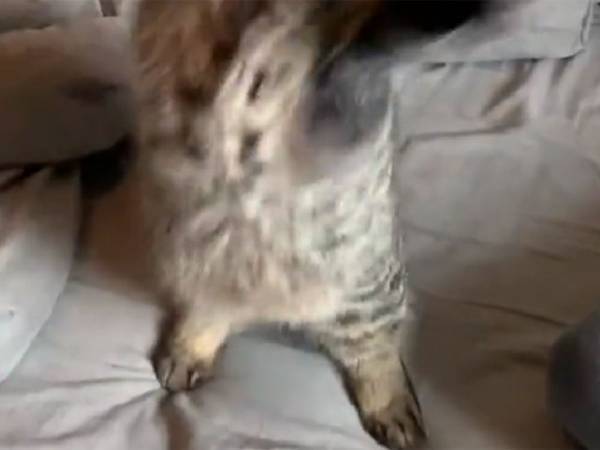 猫の『狩猟本能』の本気を見た…！　飼い主が猫じゃらしを動かすと？