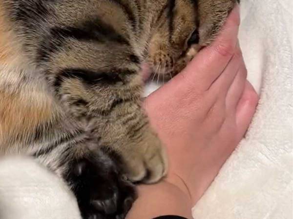 心身ともに疲弊し、帰宅した飼い主　空気を読んだ猫が起こした行動がこちら