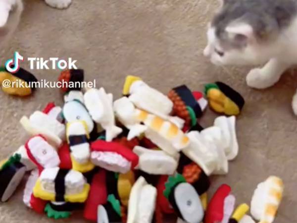 たくさんの『寿司』で遊ぶ猫！　くわえて走ると…「賢い」「いい子」の声