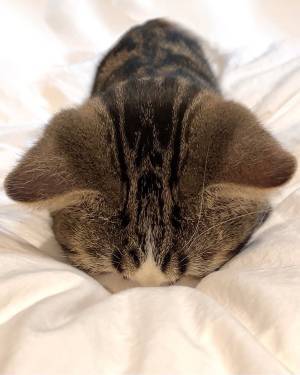 猫の寝相を見て、心配になった飼い主　その理由に「吹いた」「何百回も見たい」