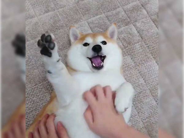 海外からも反響！　飼い主のモフりに対する柴犬の反応が…