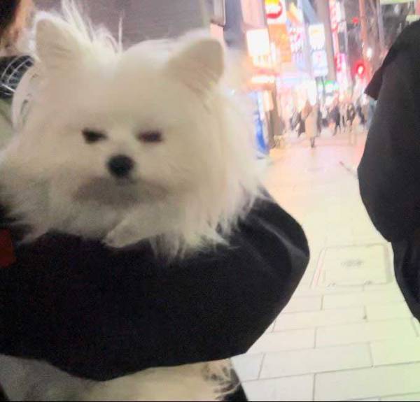 「抱っこしてるのに」　歩き疲れたワンちゃんの反応に飼い主困惑