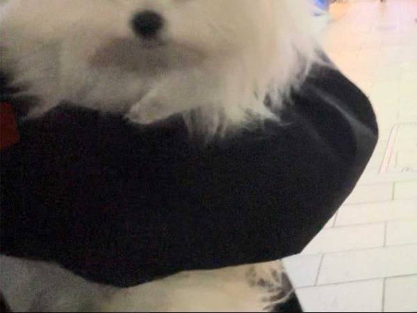 「抱っこしてるのに」　歩き疲れたワンちゃんの反応に飼い主困惑