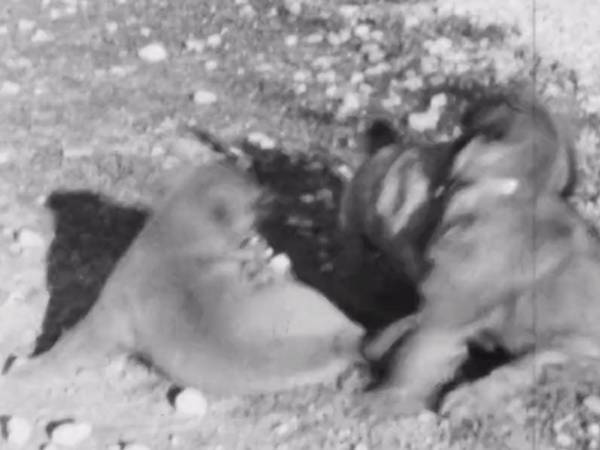 資料室で見つかったフィルムを再生したら？　予想を裏切られた研究者の投稿に２０万『いいね』！