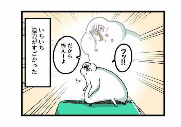 水浴び後のインコに、飼い主がツッコんだ理由とは？　「顔どうした」