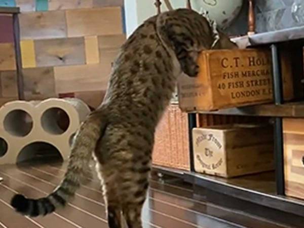 バレていないと思っている猫　３秒後のリアクションに吹き出す