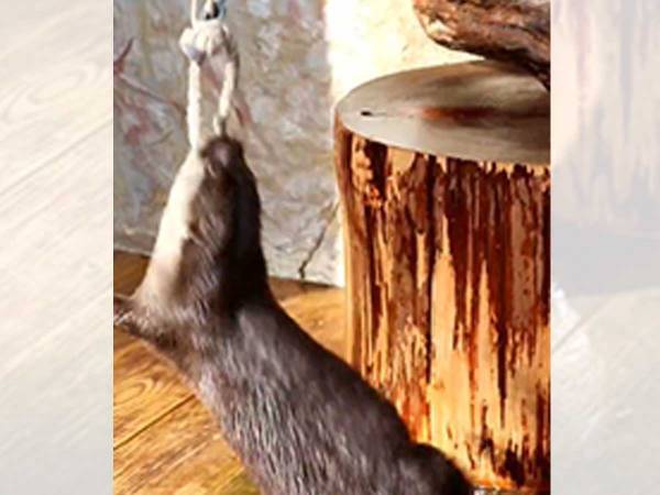 「すごッ！」「フィギュアスケーターみたい」　コツメカワウソの遊び方に驚きの声