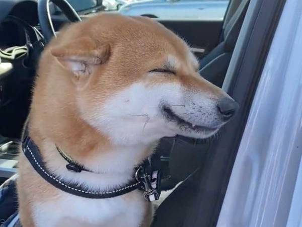 おばあちゃんに会いに来た柴犬　嬉しすぎて表情が？　「なんていいお顔」「たまらん」