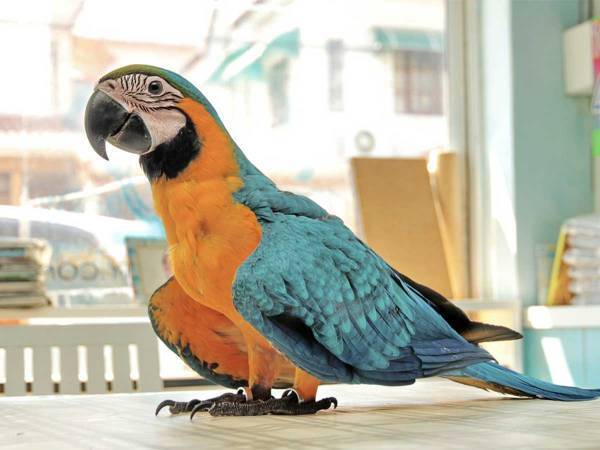 賢すぎるインコ　飼い主に衝撃を与えた『歩き方』がコチラ