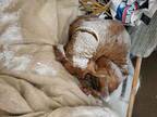 極寒の中、飼い主に捨てられた犬　投稿された写真に「泣けてくる」