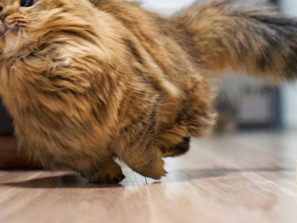 「どうすればこんな写真が撮れるの」　猫の可愛さがギュッと詰まった１枚に、悶絶！