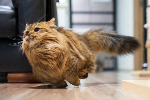 「どうすればこんな写真が撮れるの」　猫の可愛さがギュッと詰まった１枚に、悶絶！