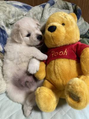 『犬の成長記録』に目を疑う人続出　３枚の写真に「ウソだろ！？」「すごっ」