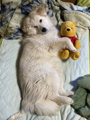 『犬の成長記録』に目を疑う人続出　３枚の写真に「ウソだろ！？」「すごっ」