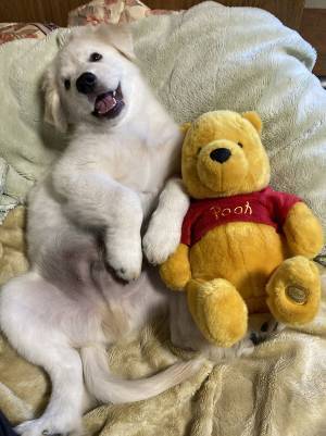 『犬の成長記録』に目を疑う人続出　３枚の写真に「ウソだろ！？」「すごっ」