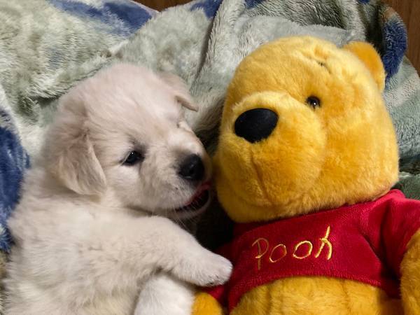 『犬の成長記録』に目を疑う人続出　３枚の写真に「ウソだろ！？」「すごっ」