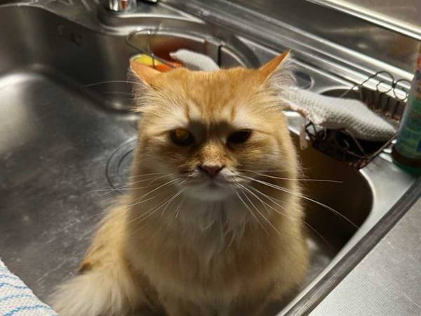 「晩飯コレ…なの？」　妻から「キッチンに晩ご飯あるよ」といわれ向かうと？