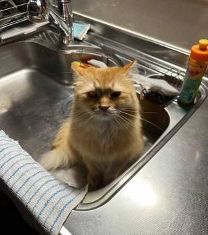 「晩飯コレ…なの？」　妻から「キッチンに晩ご飯あるよ」といわれ向かうと？