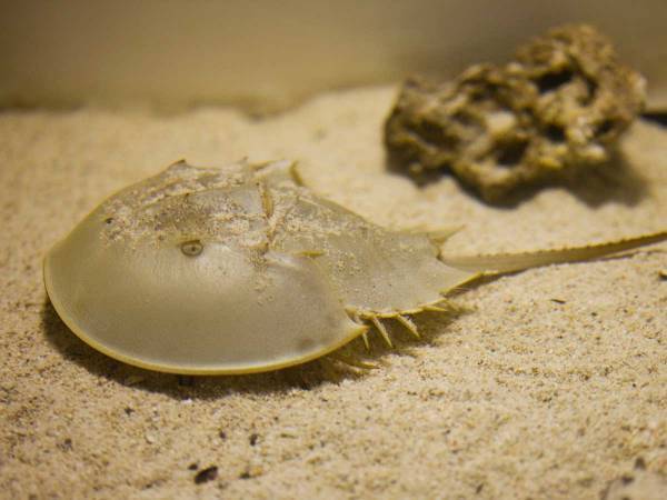 「カブトガニ通りまーす」　水族館が投稿した動画に反響　「待って、何この展開」「予想外な動き」