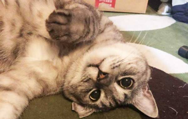 猫語翻訳アプリで「調子が悪い」　病院に連れて行くと「驚いた」