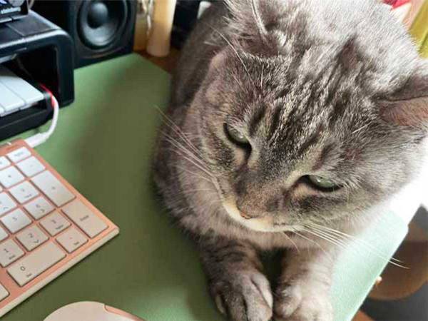 猫語翻訳アプリで「調子が悪い」　病院に連れて行くと「驚いた」