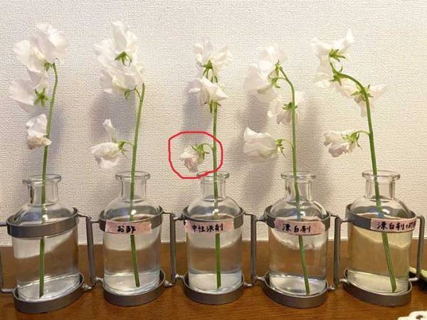 調味料と漂白剤で生花を長持ちさせる方法に「驚いた！」