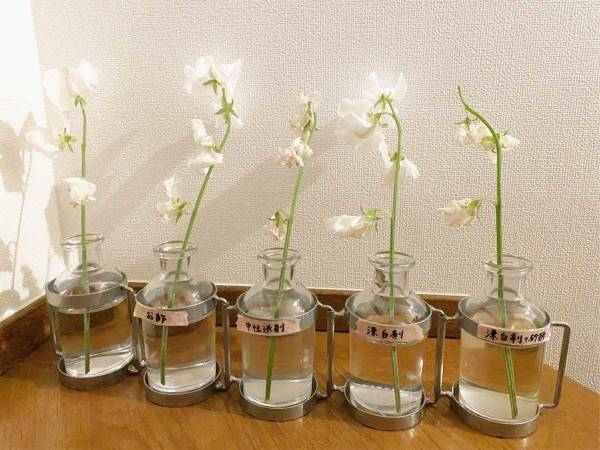 調味料と漂白剤で生花を長持ちさせる方法に「驚いた！」