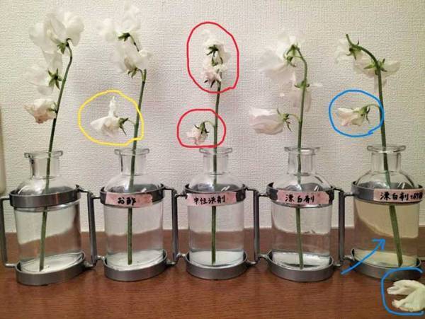 調味料と漂白剤で生花を長持ちさせる方法に「驚いた！」