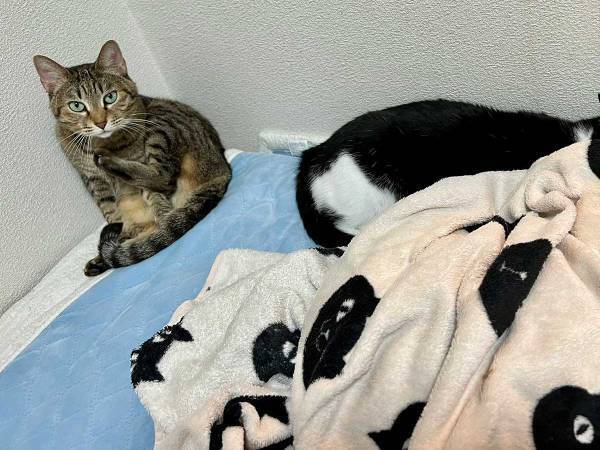 奇跡のフィット率　猫の顔が大変なことに！？