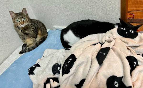 奇跡のフィット率　猫の顔が大変なことに！？