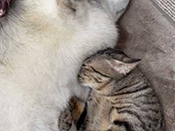 『猫吸い』ならぬ『犬吸い』？　ハスキーのことが大好きな猫に「かわいすぎ！」