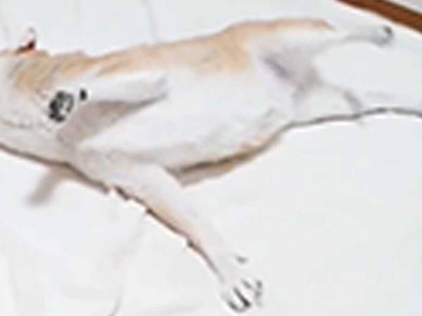 柴犬、お風呂から上がると…？　「えらい！」「かわいすぎや」