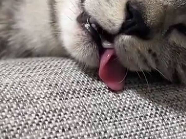 魂が抜けかけている猫　年に数回しか見られない『寝顔』に腹筋崩壊！