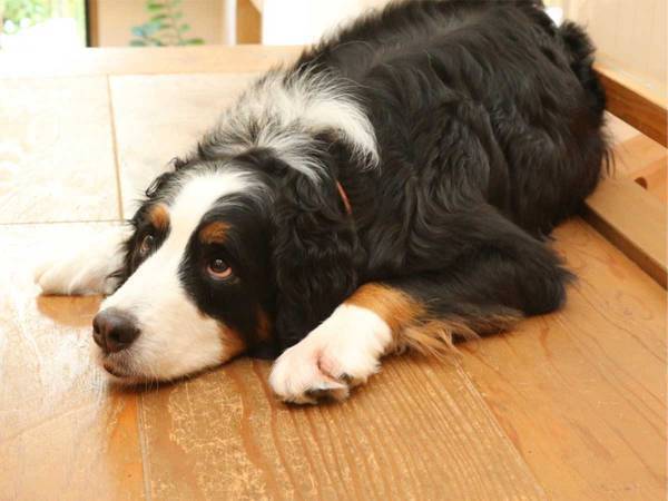 飼い主「猫はどこ？」　一緒に暮らす犬に、居場所を聞いてみたら…？