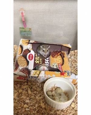 お菓子の箱に乗って、走るハムスター　『ツルツルで登れない』わけではなく？