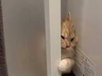 お風呂場で始まった、人と猫の『ドアの押し合い』　そのワケとは？