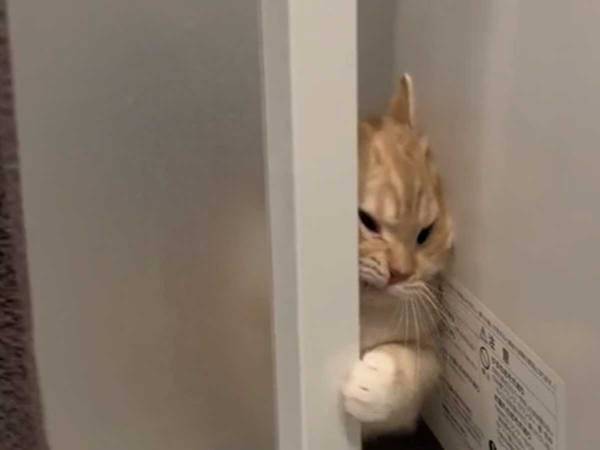 お風呂場で始まった、人と猫の『ドアの押し合い』　そのワケとは？