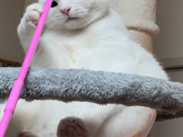 飼い主に棒で撫でられた猫　表情に、吹き出す