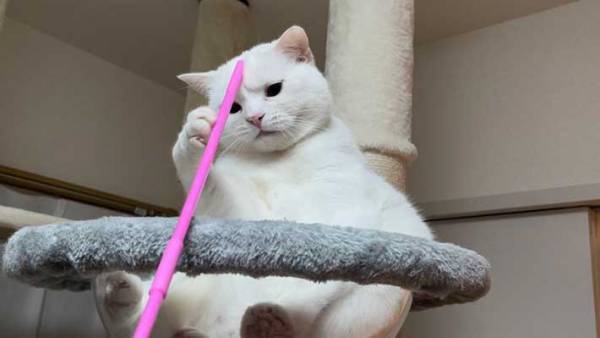 飼い主に棒で撫でられた猫　表情に、吹き出す